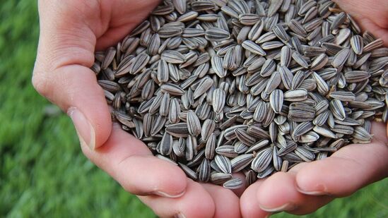 Health Benefits of Sunflower Seeds : ஆரோக்கிய நலன்களை அள்ளித்தரும் சூரியகாந்தி விதைகள்! தினம் சாப்பிட பலன் பல கிட்டும்!