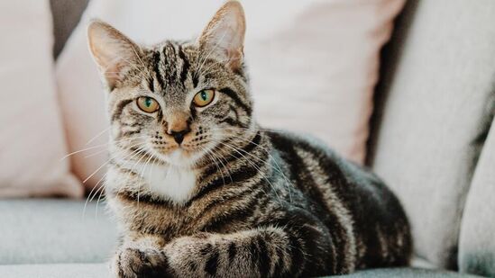 International Cat Day : பூனைகள் தங்கள் வாழ்நாளில் 70% தூங்குவதில் செலவிடுகின்றன.. நீங்கள் தெரிந்து கொள்ள வேண்டிய சில!