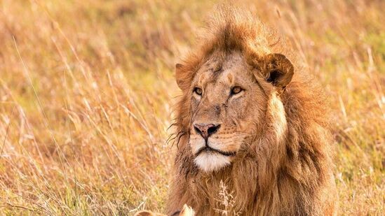 World Lion Day 2024: உலகெங்கிலும் உள்ள சிங்கங்கள் எதிர்கொள்ளும் சவால்களைப் பற்றி மக்களுக்குக் கற்பிப்பதற்கும், அவற்றைப் பாதுகாப்பதற்கான முயற்சிகளை ஊக்குவிப்பதற்கும், ஆண்டுதோறும் ஆகஸ்ட் 10 ஆம் தேதி உலக சிங்கங்கள் தினம் கடைபிடிக்கப்படுகிறது.