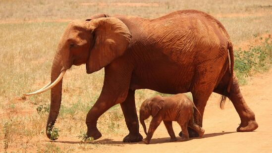 World Elephant Day 2024 : நிலத்தின் பேருயிர் காக்கப்படுவதன் அவசியம் என்ன தெரியுமா? உலக யானைகள் தின கருப்பொருள்!