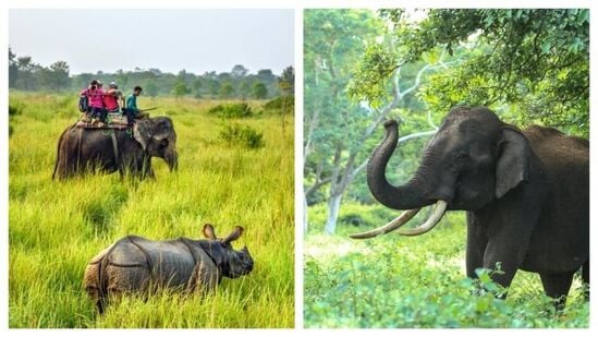 யானை சஃபாரி சாகசமானது, காட்டின் பெஹிமோத்களின் பின்புறத்தில் சவாரி செய்வது ஒரு சர்ரியல் அனுபவம். புல்வெளிகளின் பரந்த காட்சிகள் நீண்ட கால நினைவுகளாக மாறும். தேசிய பூங்காக்களின் தொலைதூர பகுதிகளை ஆராய யானை சஃபாரிகள் உங்களுக்கு உதவுகின்றன, காடுகளில், யானைகள் புலிகள், சிங்கங்கள், குரங்குகள் மற்றும் மான்கள் போன்ற பிற விலங்குகளுடன் சுதந்திரமாக அலைவதைக் காணலாம், இது யானை சஃபாரியை ஒரு தேசிய பூங்காவிற்குள் ஆழமாக ஆராய்வதற்கும் மற்ற விலங்குகளை நெருக்கமாகப் பார்ப்பதற்கும் பாதுகாப்பான வழிகளில் ஒன்றாகும்.&nbsp;