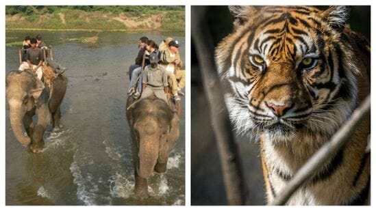 கன்ஹா தேசிய பூங்கா: மத்தியப் பிரதேசத்தில் அமைந்துள்ள இந்த புலிகள் காப்பகம், ருட்யார்ட் கிப்ளிங்கின் 'ஜங்கிள் புக்' க்கு உத்வேகம் அளித்தது. கன்ஹா தேசிய பூங்காவின் மலைப்பாங்கான நிலப்பரப்புகள், சேற்று பள்ளத்தாக்குகள் மற்றும் பசுமையான புல்வெளிகளைக் கடந்து செல்வதற்கான ஒரே வழி யானை சஃபாரி ஆகும்.