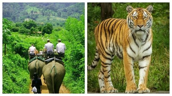 பாந்தவ்கர் தேசிய பூங்கா: மத்தியப் பிரதேசத்தில் அமைந்துள்ள இந்த தேசியப் பூங்கா, இந்தியாவிலேயே புலிகளின் அதிக அடர்த்தியைக் கொண்டுள்ளது. யானைகள் நன்கு பயிற்சி பெற்றவை மற்றும் பார்வையாளர்களை காட்டின் அடர்த்தியான பகுதிகளுக்கு நிலப்பரப்பு மற்றும் வனவிலங்குகளின் மூச்சடைக்கக்கூடிய காட்சிகளைக் காண அழைத்துச் செல்கின்றன.&nbsp;