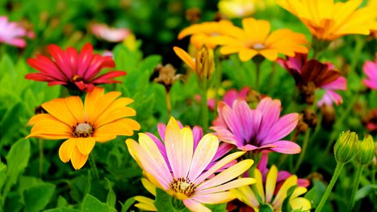 Gardening Tips : உங்கள் வீட்டு தோட்டத்தில் பறவைகளும், பட்டாம்பூச்சிகளும் வட்டமிட வேண்டுமா? இதோ ஐடியா? Gardening Tips : உங்கள் வீட்டு தோட்டத்தில் பறவைகளும், பட்டாம்பூச்சிகளும் வட்டமிட வேண்டுமா? இதோ ஐடியா?