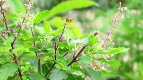 இந்து மதத்தின் படி, துளசி செடியின் செல்வாக்கு வலுவானது. இருப்பினும், வாஸ்துவில் பல வகையான துளசி செடிகள் உள்ளன. இந்து வேதங்களின்படி, துளசி மங்களகரமாகவும் புனிதமாகவும் கருதப்படுகிறது. துளசி செடிகளை வீட்டில் வைத்திருப்பதன் நல்ல அதிர்ஷ்டத்தை பலர் நம்புகிறார்கள். வீட்டு சமையலறையில் லட்சுமி வசிப்பதால், பலர் வீட்டின் சமையலறையில் துளசி செடிகளை வைப்பார்கள். இருப்பினும், சமையலறையில் ஒரு துளசி செடியை வைத்திருக்கும் போது சில வாஸ்து விதிகளைப் பின்பற்றுவது நல்லது. அந்த வாஸ்துவைப் பார்ப்போம்.