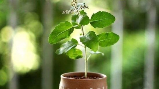 துளசி சமையலறையில் வைக்கப்பட வேண்டும் - துளசி செடிகளை சமையலறையில் வடக்கு அல்லது கிழக்கு அல்லது வடகிழக்கில் வைக்க வேண்டும். இதில், நபர் பல வழிகளில் நல்ல முடிவுகளைப் பெறலாம். இது உலகில் மகிழ்ச்சியையும் செழிப்பையும் லக்ஷ்மி தேவியின் ஆசீர்வாதத்தையும் தருகிறது.&nbsp;
