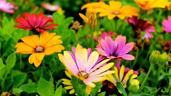 Gardening Tips : தோட்டத்தை சிரமமின்றி அலங்கரிக்கலாம்.. எப்படி தெரியுமா? இந்த பொருட்களை இனி தூக்கி எறிய வேண்டாம்! Gardening Tips : தோட்டத்தை சிரமமின்றி அலங்கரிக்கலாம்.. எப்படி தெரியுமா? இந்த பொருட்களை இனி தூக்கி எறிய வேண்டாம்!
