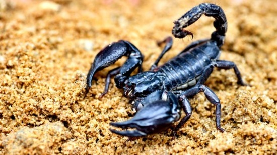 விருச்சிக ராசி: குருபகவானின் பின்னோக்கிய பயணம் உங்களுக்கு மிகப்பெரிய வெற்றியை தேடித் தரப் போகின்றது. தொழிலில் உங்களுக்கு நல்ல முன்னேற்றம் இருக்கும். மாணவர்கள் போட்டி தேர்வுகளில் வெற்றி காண்பார்கள். பண வரவில் எந்த குறையும் இருக்காது. எடுத்துக் கொண்ட காரியங்கள் அனைத்தும் உங்களுக்கு வெற்றி அடையும்.&nbsp;