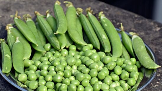 மேலும், பச்சைப் பட்டாணியில் உள்ள பெரும்பாலான நார்ச்சத்து கரையாதது, அதாவது அது தண்ணீருடன் கலப்பதில்லை, மாறாக உங்கள் செரிமான மண்டலத்தில் ஒரு "பெருக்கி முகவராக" செயல்படுகிறது. கரையக்கூடிய நார்ச்சத்தும் நன்மை பயக்கும், ஏனெனில் இது வயிற்றுப்போக்கு மேலாண்மைக்கு உதவுகிறது.