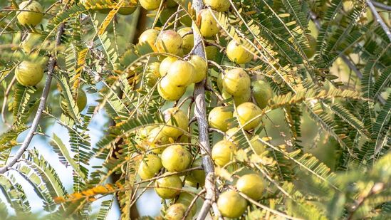Amla Benefits : கண்பார்வையை மேம்படுத்த.. சருமம் பிரகாசமாகவும், இளமையாகவும் மாற தினமும் நெல்லிக்காய் சாப்பிடுங்கள்! Amla Benefits : கண்பார்வையை மேம்படுத்த.. சருமம் பிரகாசமாகவும், இளமையாகவும் மாற தினமும் நெல்லிக்காய் சாப்பிடுங்கள்!