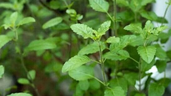 துளசி இலைகளை ஒருபோதும் எடுக்க வேண்டாம் - வீட்டில் துளசி செடி இருந்தால், விசேஷ நாட்களில் துளசி இலைகளை பறிப்பது மங்களகரமானதல்ல. அமாவாசை, துவாதசி, சதுர்தசி நாட்களில் துளசி இலைகள் கிழிந்தால் லட்சுமி அதிருப்தி அடைவாள் என்று கூறப்படுகிறது. ஞாயிற்றுக்கிழமை துளசி இலைகளை கிழிப்பது மங்களகரமானது அல்ல என்றும் பலர் நினைக்கிறார்கள். ஞாயிற்றுக்கிழமை அன்று துளசிக்கு தண்ணீர் கொடுக்காமல் இருப்பது நல்லது என்று பல அறிஞர்கள் அறிவுறுத்துகிறார்கள்.