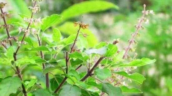 இந்து வேதங்களின்படி, துளசி செடியைச் சுற்றி ஒரு மத முக்கியத்துவம் உள்ளது. இந்த மரம் வசிக்கும் வீட்டிற்குள் தீங்கு விளைவிக்கும் எதிர்மறை ஆற்றல் நுழைவதில்லை என்றும் வாஸ்துவில் கூறப்படுகிறது. இதற்கிடையில், சில நேரங்களில் வீட்டில், துளசி செடி காய்ந்து வருவதைக் காணலாம். இந்த மரம் பட்டுப்போனாலும் பலர் தூக்கி எறிந்து விடுகின்றனர். இருப்பினும், அதை தூக்கி எறிவதற்குப் பதிலாக, சில நாட்களில் தூக்கி எறியாமல் இருப்பது நல்லது என்று வேதம் கூறுகிறது.