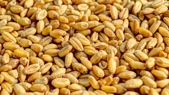 Wheat Benefits: சர்க்கரை நோய் முதல் மலச்சிக்கல் வரை.. கோதுமையை தினமும் உணவில் சேர்ப்பதால் எக்கசக்க நன்மைகள் இருக்கு! Wheat Benefits: சர்க்கரை நோய் முதல் மலச்சிக்கல் வரை.. கோதுமையை தினமும் உணவில் சேர்ப்பதால் எக்கசக்க நன்மைகள் இருக்கு!