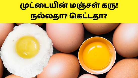 முட்டையின் மஞ்சள் கரு! நல்லதா? கெட்டதா? ஒரு நாளைக்கு எத்தனை முட்டை சாப்பிடலாம்! 