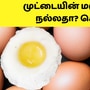 முட்டையின் மஞ்சள் கரு! நல்லதா? கெட்டதா? ஒரு நாளைக்கு எத்தனை முட்டை சாப்பிடலாம்! 