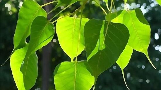 மகிழ்ச்சி, செழிப்பு மற்றும் செல்வத்திற்காக சோம்வதி அமாவாசை நாளில்&nbsp;அஸ்வத்த மரத்தின் வேருக்கு தண்ணீர் வழங்க வேண்டும். &nbsp;அஸ்வத்த மரம் மும்மூர்த்திகளின் இருப்பிடமாகக் கருதப்படுகிறது. &nbsp;அஸ்வத்த மரத்தின் வேரில் நீரை&nbsp;ஊற்றினால் பிரம்மா, விஷ்ணு, மகேஷ் ஆகியோர் மகிழ்ச்சி அடைவது மட்டுமல்லாமல் முன்னோர்களின் ஆசீர்வாதத்தையும்&nbsp;பெறுகின்றனர். இந்த பரிகாரம் உங்கள் அனைத்து துக்கங்களையும் நீக்கும்.