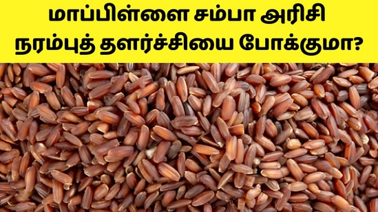 Mappillai Samba Rice Benefits: கல்யாண மாப்பிள்ளை ஆக உடல் உறுதி முக்கியம் என்பதால் உடலை தங்களது உடலை பலப்படுத்த சம்பா ரக அரிசியை சாப்பிட்டு வந்தனர். இதனால் இந்த ரக சம்பா அரிசிக்கு மாப்பிள்ளை சம்பா என்று பெயர் வந்தது.