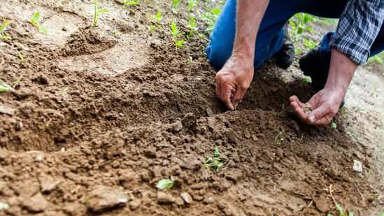 Gardening Tips : மரங்கள் மற்றும் தாவரங்கள் காய்ந்து போகாமல் காப்பாற்ற இந்த ஒரு தந்திரத்தை முயற்சி செய்யலாம். இதன் உதவியுடன் மரங்கள் மற்றும் செடிகள் தண்ணீர் இல்லாமல் கூட காய்ந்து போகாது.