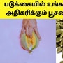 Pumpkin seeds benefits: ’கட்டிலில் ஆட்டம் போட வைக்கும் பூசணி விதைகள்!’ அடேங்கப்பா! இவ்வளவு நன்மைகளா?