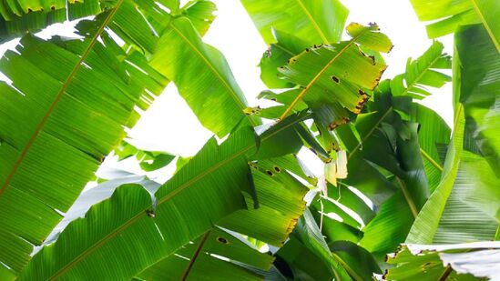 Vazhai Ilai Benefits: உடல் நச்சு நீக்கம்..! முகத்தின் சுருக்கங்களை போக்கும் வாழை இலை 
