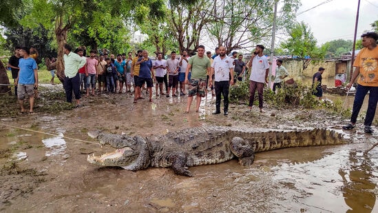 வதோதராவில் வெள்ள நீர் வடிந்ததால் குடியிருப்பு பகுதியில் இருந்து முதலை மீட்கப்பட்டது.