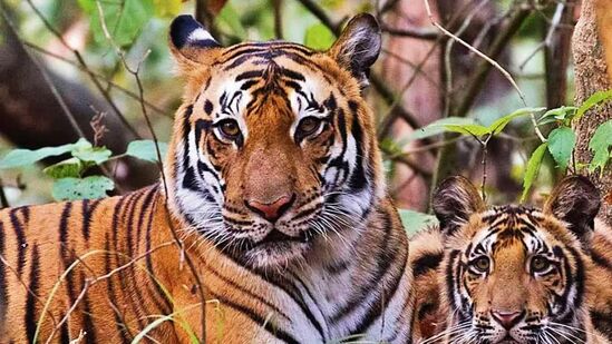 National Wildlife Day: விலகுகள் பற்றி அறியவும், வாழ்வியை பாதுகாக்கவும் அர்பணிக்கப்பட்ட நாள்..வரலாறு, முக்கியத்துவம் National Wildlife Day: விலகுகள் பற்றி அறியவும், வாழ்வியை பாதுகாக்கவும் அர்பணிக்கப்பட்ட நாள்..வரலாறு, முக்கியத்துவம்