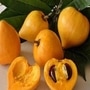 Lucuma Fruit: கண்ணை கவரும் இந்த பழத்தை பற்றி தெரியுமா?..சர்க்கரை நோயாளிகள் கண்டிப்பாக சாப்பிட வேண்டிய பழமாம்!