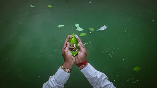 பித்ரு தர்பனில் காஷ் பூவின்(kash flower) முக்கியத்துவம்: புராணங்களில், பித்ரு தர்பனின் போது காஷ் பூவைப் பயன்படுத்துவது மிகவும் மங்களகரமானதாகக் கருதப்படுகிறது. &nbsp;தர்ப்பணத்தின் போது குஷ் மற்றும் எள் ஆகியவற்றின் சிறப்பு பயன்பாடு மங்களகரமானதாகக் கருதப்படுவது போலவே, காஷ் பூவை வைத்திருப்பதும் மிகவும் முக்கியம். முன்னோர்களை மகிழ்விக்க காஷ் பூவை பயன்படுத்துவது அவசியம் என்று கூறப்படுகிறது.