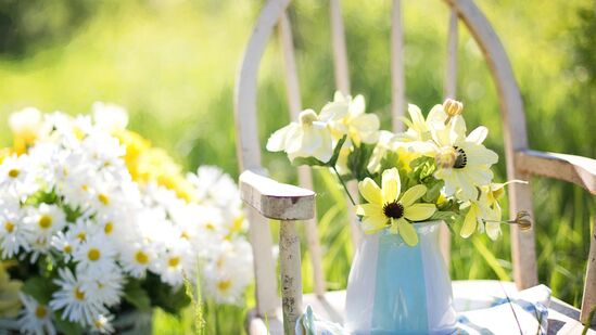 Gardening Tips : 80 ஆண்டுகள் வரை இந்த 9 செடிகள் வாழும் என்றால் அது உங்களுக்கு ஆச்சர்யமாக உள்ளதா? Gardening Tips : 80 ஆண்டுகள் வரை இந்த 9 செடிகள் வாழும் என்றால் அது உங்களுக்கு ஆச்சர்யமாக உள்ளதா?