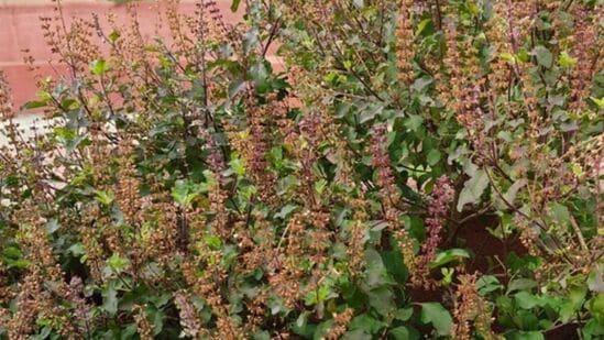 health benefits of tulsi seeds