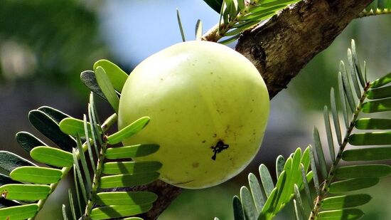 Amla Eating Methods : நெல்லிக்காயை வெறும் வயிற்றில் எப்படி சாப்பிட வேண்டும் என்று தெரிந்துகொள்ளுங்கள். அப்போதுதான் அதன் பலன் பன்மடங்கு அதிகரிக்கும். அதை தெரிந்துகொண்டு பலன்பெறுங்கள்.