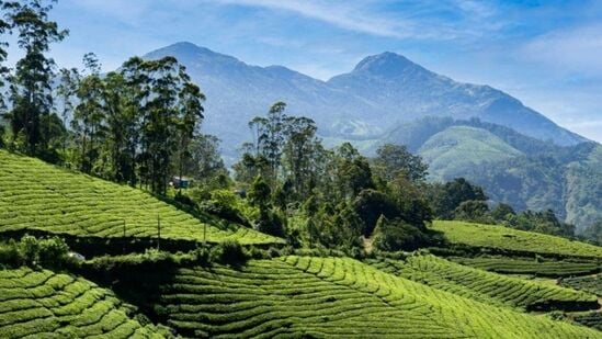 மூணாறு, கேரளா - 'கேரளாவின் டார்ஜிலிங்' என்று அழைக்கப்படும் மூணார் தேயிலை மற்றும் காபி தோட்டங்களின் மூச்சடைக்கக்கூடிய காட்சியைக் கொண்டுள்ளது. இது அமைதியான மலைகள் மற்றும் அடர்ந்த காடுகளின் மூச்சடைக்கக்கூடிய காட்சிகளை வழங்குகிறது. &nbsp;