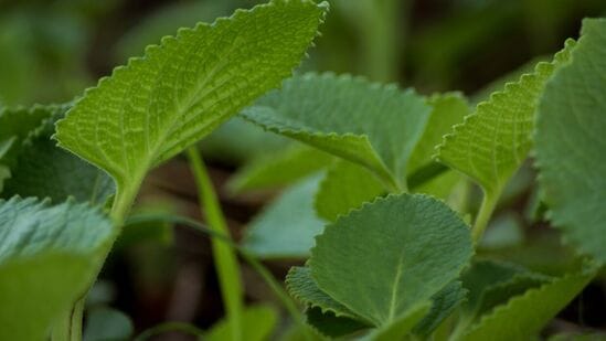 Benefits of Karpuravalli Leaves : நம்ப முடியாத அளவு நன்மைகளை அள்ளிவழங்கும் ஓமவல்லி இலைகள்! சக்தி வாய்ந்த வலி நிவாரணி!