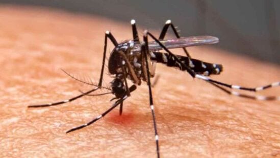 Dengue : டெங்கு காய்ச்சலில் இருந்து குணமடைய வேண்டுமா? அப்போ இந்த பொருட்களை கொடுங்கள் சரியாகிவிடும்!