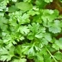 coriander_leaves_