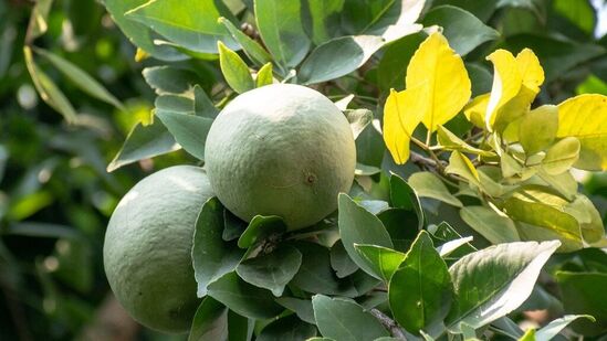 Bael Fruit Benefits:வில்வ பழத்தில் இயற்கையாகவே பல நலன்கள் உள்ளன. இதன் மருத்துவ குணங்கள் பல நோய்களுக்கு நிவாராணியாக பயன்படுகிறது. இதனை மர ஆப்பிள் என்றும் ஒரு பெயர் வைத்து அழைப்பதுண்டு. உலகம் முழுவதும் இப்பழம் மிகவும் பிரபலமான ஒன்றாகும்.