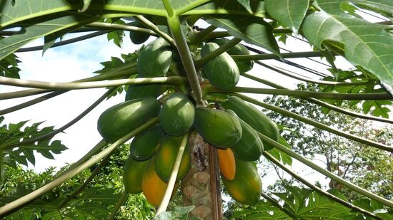 Benefits of Raw Papaya : பழத்தில் பல பலன்கள் உள்ளது தெரியும்! பப்பாளி காயிலும் இத்தனை நற்குணங்களா? 