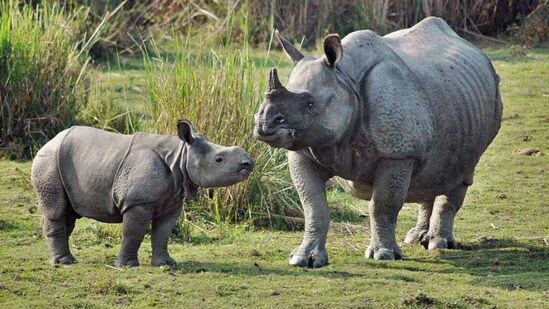 World Rhino Day 2024: ஒற்றை கொம்பு காண்டாமிருகளின் தாயகமாக இந்தியா..தேசிய பூங்காக்கள் எங்கு உள்ளது?