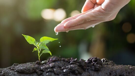 Terrace Gardening Tips: மாடித்தோட்ட பராமரிப்பு! முக்கியமாக செய்ய வேண்டியவை  