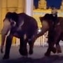 Elephant Fight: மைசூரு அரண்மனையில் யானைகளுக்கு இடையே சண்டை! கேட்டை உடைத்து வெளியே ஓட்டம் - வைரல் விடியோ