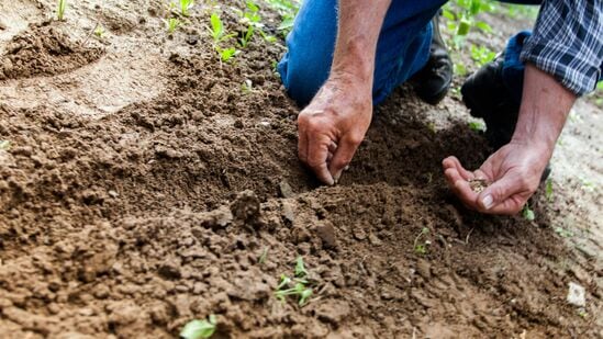  Gardening Tips: என் வீட்டுத்தோட்டத்தில்! வீட்டில் தோட்டம் அமைக்கும் முன் தெரிந்துக் கொள்ள வேண்டியவை!