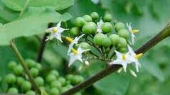 Benefits of Turkey Berry: மாதவிடாய் கோளாறு முதல் ஹீமோகுளோபின் வரை பலன் அளிக்கும் சுண்டைக்காய்!