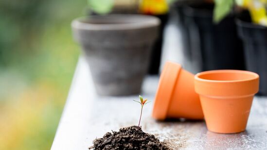 Terrace Gardening: சென்னை போன்ற பெரு நகரங்களில் காய்கறிகள் எல்லா நேரங்களிலும் கிடைக்கிறன. ஆனால் இது சுத்தமான கெமிக்கல் கலக்காத காய்கறிகளா என பல சந்தேகங்கள் உள்ளன.