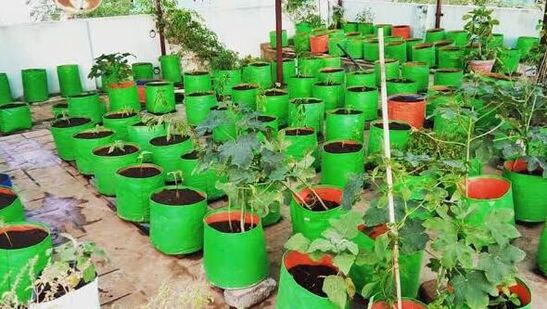 Gardening Tips: வீட்டுத்தோட்டத்தில் என்ன காய்கறிகள் வளர்க்கலாம்? பக்கா லிஸ்ட் இதோ!