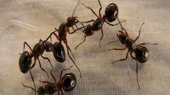 Ants: வீட்டில் எறும்புகளால் தொல்லையா?.. உடனடியாக இதை செய்ய தயாராகுங்கள்..!