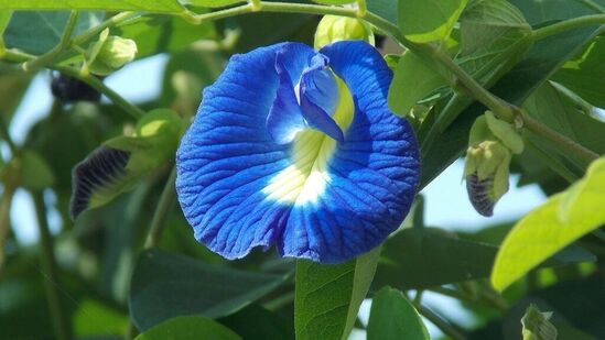 Benefits of Butterfly Pea : ஊதா வண்ணத்தில் பூத்துக்குலுங்கும் சங்குப்பூக்கள் உடலுக்கு எத்தனை நன்மைகளை தருகிறது பாருங்க!