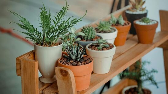 Gardening Tips : ‘சீரான தோட்டம் சிறப்பான தோட்டம்’ வீட்டில் உள்ள கார்டனுக்கு எந்த வகைச் செடிகளை தேர்வு செய்யவேண்டும் என்று தெரிந்துகொள்ளுங்கள்.