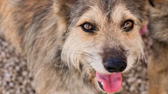 World Rabies Day: மனித உயரை கொல்லும் நோய் தொற்று..தடுப்பு நடவடிக்கை என்ன? உலக ரேபிஸ் தினம் வரலாறு, முக்கியத்துவம்