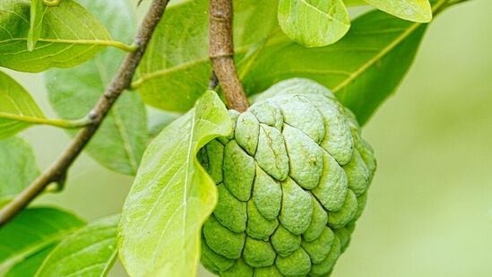 Benefits Of Sugar Apple: இரத்த சோகை முதல் கண் பார்வை வரை பலன் அளிக்கும் சீதாப்பழம்!