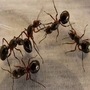 Ants: வீட்டில் எறும்புகளால் தொல்லையா?.. உடனடியாக இதை செய்ய தயாராகுங்கள்..!